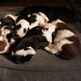 Bordoodle Puppies from Painted Dog Hill