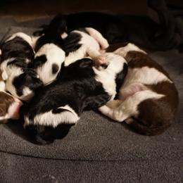 Bordoodle Puppies from Painted Dog Hill