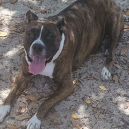 Boxers from Boxer Pure Blooded