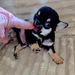 Tiny Boy - Black and tan male Chihuahua puppy in Cape Coral, Florida from Inspired Chihuahuas