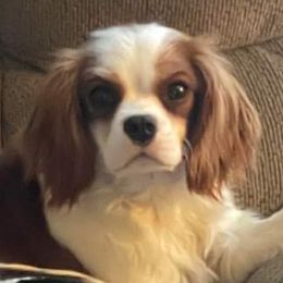 Cherry - Cavalier King Charles Spaniel