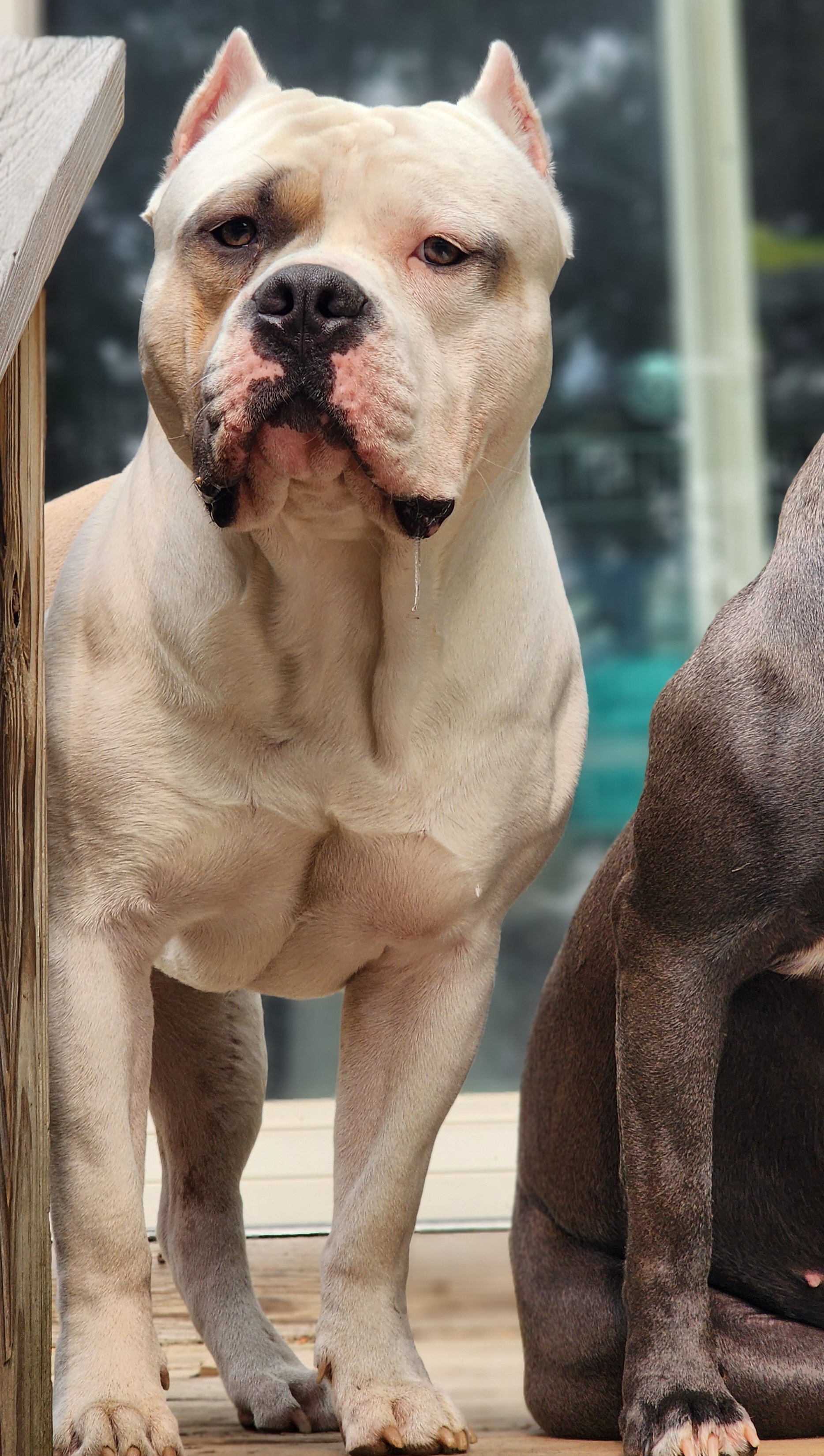 Sugar Daddy a.k.a Schuggie - Blue fawn American Bully puppy in Saratoga Springs, New York from Oily Drop Bullies