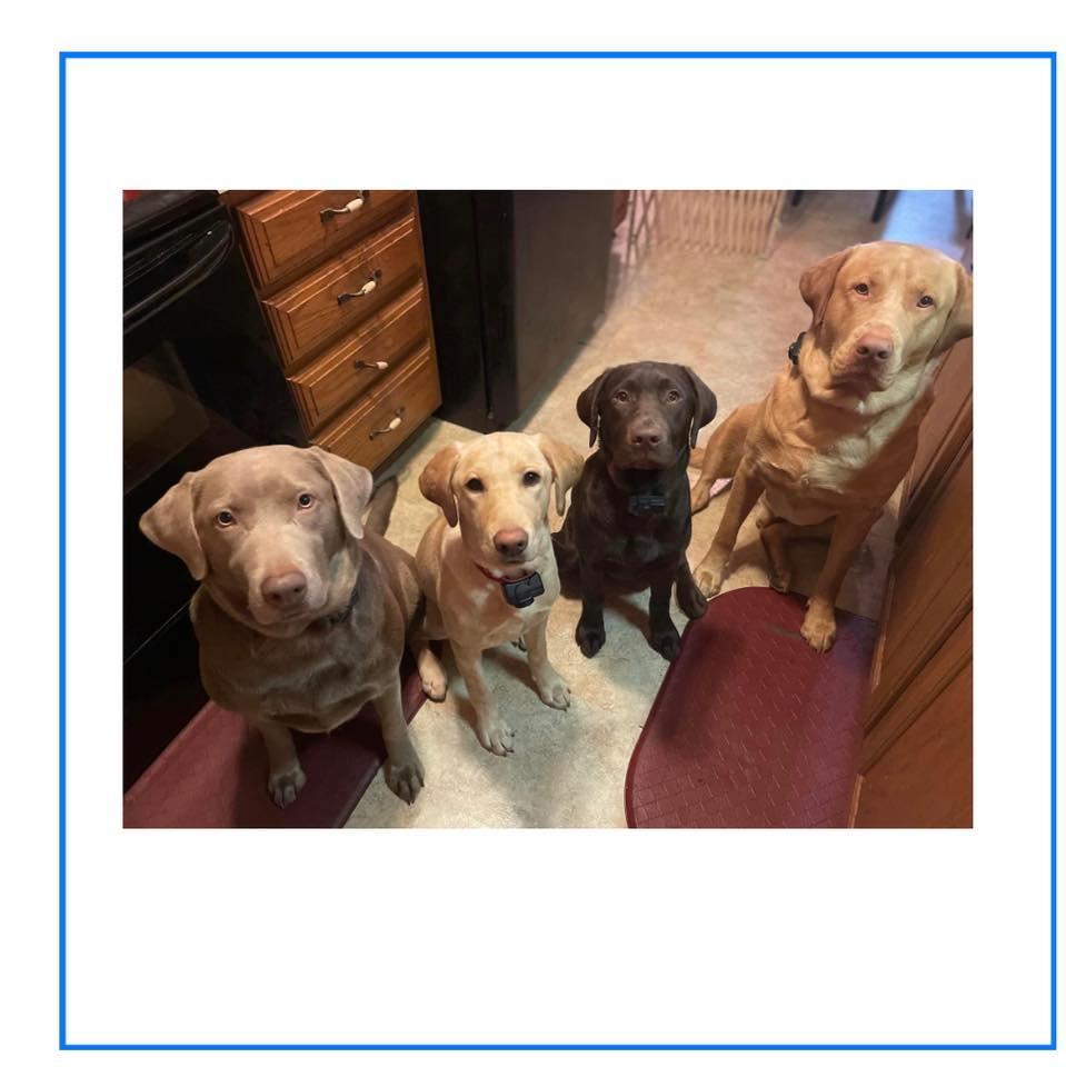 Fur Ever Companion Labs in Michigan Dilute Retriever puppies Good Dog