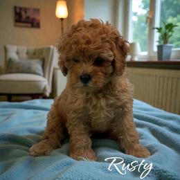 Rusty - Red male Cavapoo puppy in Miami, Florida from Mario’s Pups