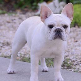 French Bulldogs from Bandog