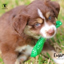 Australian Shepherd, Miniature American Shepherd, Miniature Australian Shepherd, and Toy Australian Shepherd Puppies from TK Standard, Mini, & Toy Aussies