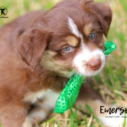 Australian Shepherd, Miniature American Shepherd, Miniature Australian Shepherd, and Toy Australian Shepherd Puppies from TK Standard, Mini, & Toy Aussies