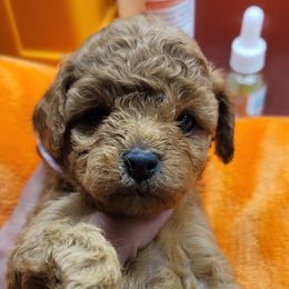 Pink collar - Red female Cavapoo puppy in Gresham, Oregon from Paisley Cavapoos