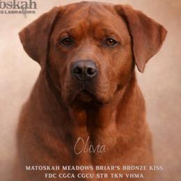 Olivia - Labrador Retriever