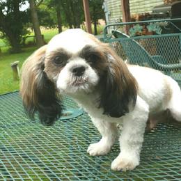 Odie - Red and white male Shih Tzu puppy in Wild Rose, Wisconsin from Sorenson's Shih-tzus