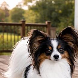 Poker - Papillon