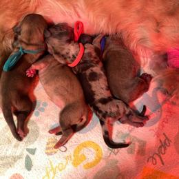 Purple collar female - Cream female Dachshund puppy in Madison, Indiana from Jensen Dobermans and Dachshunds