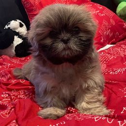 Casino - Shih Tzu