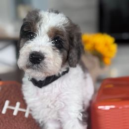 Macaroon (Black Collar) - Parti male Goldendoodle puppy in Toledo, Ohio from Avery Doodle Day LLC