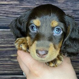 Lola - Chocolate and tan Dachshund puppy in Merced, California from The Graceful Dachshund Kennel