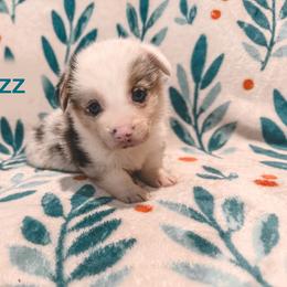 Fizz - Blue merle and white male American Corgi puppy in Fitzhugh, Oklahoma from Elmiphyr Corgis