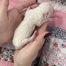 9 - White female Havanese puppy in Reese, Michigan from Windy Hill Havanese