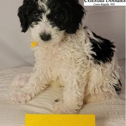 Girl 1 - Goldendoodle puppy in Coon Rapids, Minnesota from MN Celestial Doodles