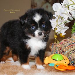 Miniature Australian Shepherd Puppies from Parsons Place Aussies