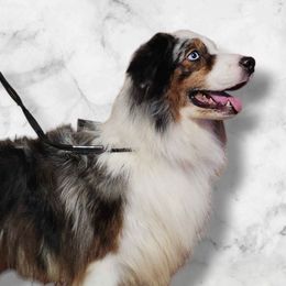 War - Australian Shepherd