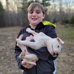 American Bulldog Puppies from Valor American Bulldogs