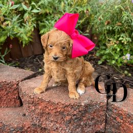 Bernedoodle, Cavapoo, Goldendoodle, and Poodle Puppies from Gypsi Doodles & Poodles
