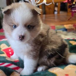 George - Merle male Pomsky puppy in Elgin, Oregon from Kenna'z Kuddly Pomskiez