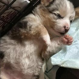 American Corgi and Miniature American Shepherd Puppies from Puppies by Alies