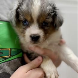 Phineas - Blue merle male Australian Shepherd puppy in Odessa, Texas from Yucca Blossom Pups