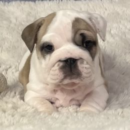 Bulldog Puppies from Sweet Rolls