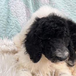 Goldendoodle and Poodle Puppies from Elizabeth Rocha's Doodles