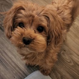 Whiskey - Maltipoo
