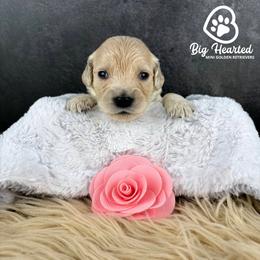 Sarah - Cream female Goldendoodle puppy in Utah County, Utah from Big Hearted Breeders