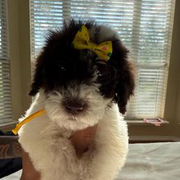 Miss. Nutella - Parti female Poodle puppy in Midlothian, Texas from Pristine Puppies & Signature Studs