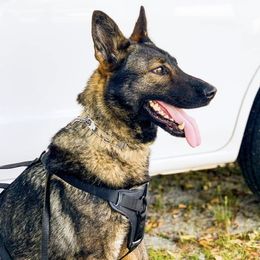 Pistachio  - German Shepherd