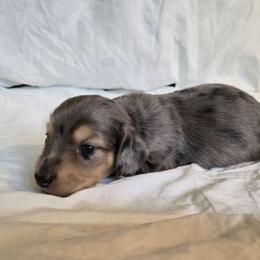 Jett - Dapple male Dachshund puppy in Eldon, Missouri from Pure Joy Dachshunds