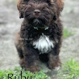 Ruby - Schnoodle