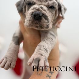 Fettuccine - Merle female Great Dane puppy in Sac City, Iowa from Northern Great Danes of Colorado & Iowa