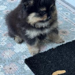Amber - Black and tan female Pomeranian puppy in Naples, Florida from Puppies Forever 💙❤️🐶