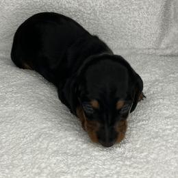 La La - Black and tan female Dachshund puppy in Mocksville, North Carolina from The Dachs of Hazzard Dachshunds
