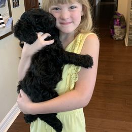 Sheepadoodle Puppies from Riley Grace Puppies