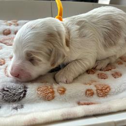 Happy - Brown and white male Cockapoo puppy in Adrian, Oregon from ApplebyFarm