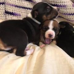 Bouvier des Flandres and Rat Terrier Puppies from DHart Farm & Kennel