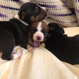 Bouvier des Flandres and Rat Terrier Puppies from DHart Farm & Kennel