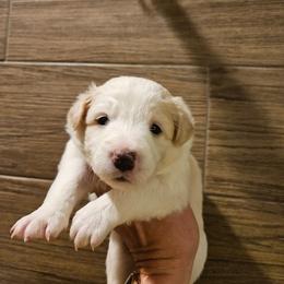 Girl 4 - White and gold female Border Collie puppy in Caledonia, Michigan from Magnolia Acres