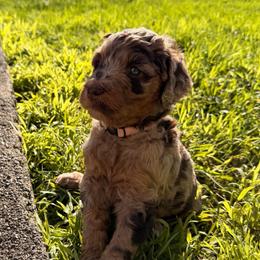 Maxine - Merle female Goldendoodle puppy in Eureka, California from North Coast Doodles