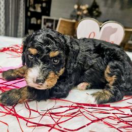 Glacier - Phantom male Bernedoodle puppy in Forest, Ohio from Mini Doodle Buddies