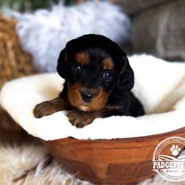 Lady - Black and tan female Cavapoo puppy in Natural Bridge, Virginia from Padgetts Hill Puppies