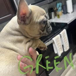 French Bulldog Puppies from DDV French Bulldogs