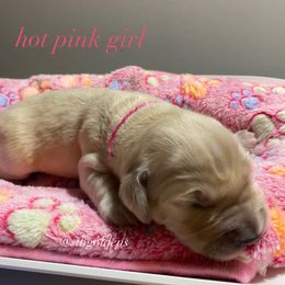 Golden Retriever Puppies from Sweeter Than Honey Golden Retrievers, LLC.